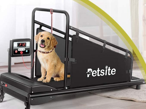 A dog on Doggy Treadmill