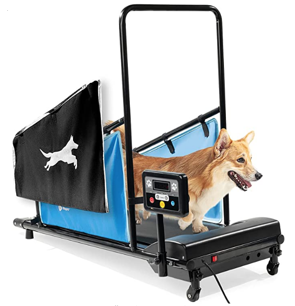 Corgi on a doggy treadmill
