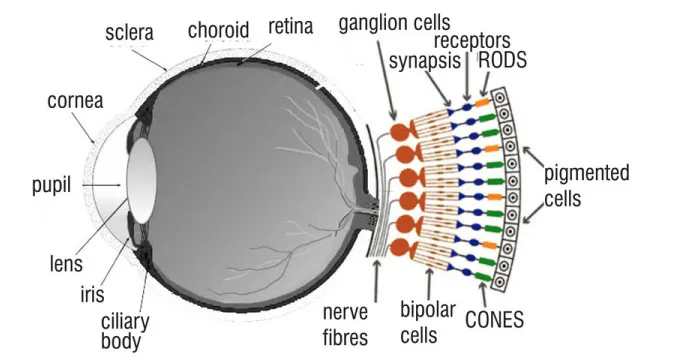 Anatomy of eyes