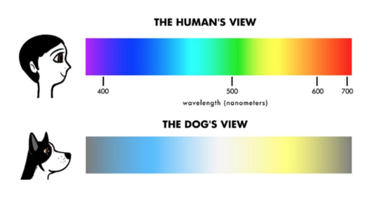 Dog vs Human view - color spectrum. Are dogs color blind?