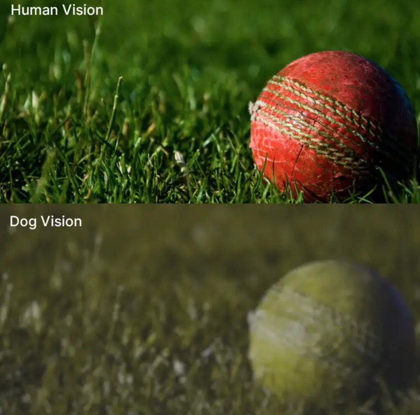 Dog vs human vision of the same ball on the ground
