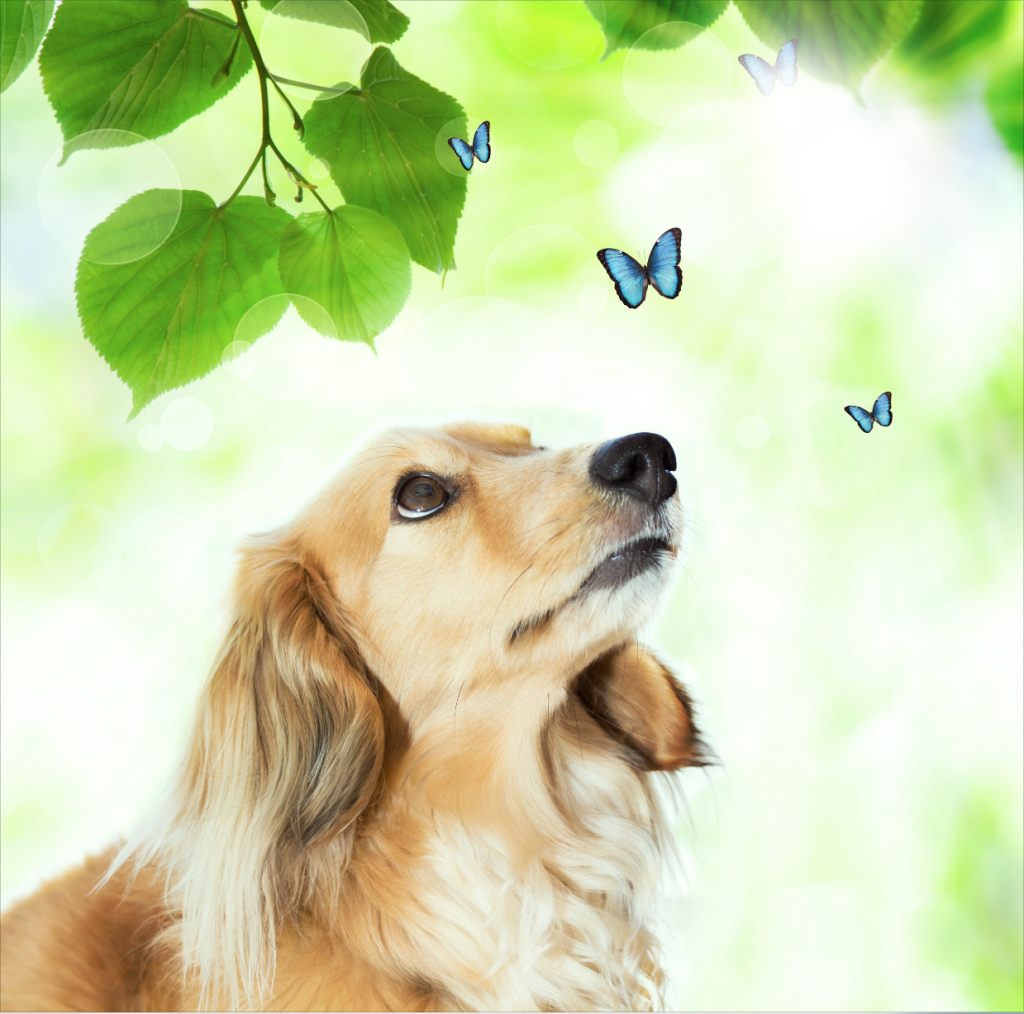 dog looking at butterflies
