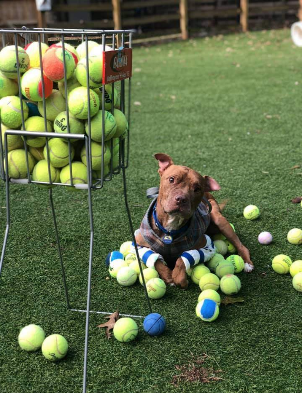 Buddy surrounded by tennis balls