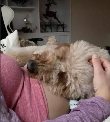 Bentley's head on her mom's stomach
