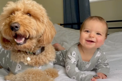 You’ll Never Believe How This Dog Reacted When His Mom Got Pregnant