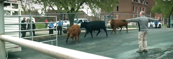 Chico and other cows crashed through fences