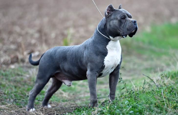 Pocket sales bully breeds