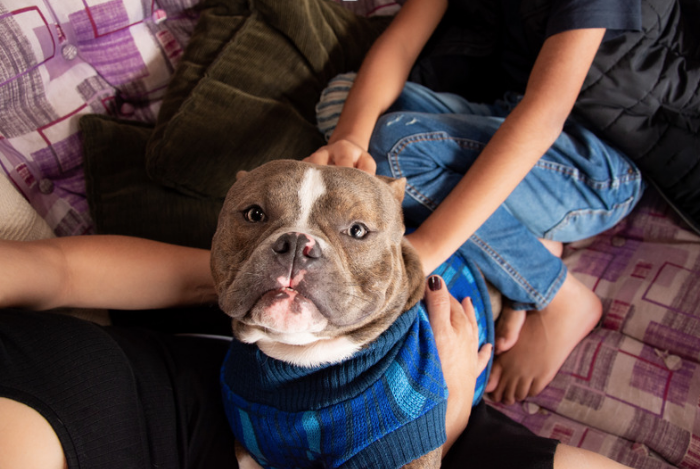 A Pocket Bully being pet by family