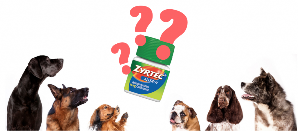 Dogs looking at a Zyrtec bottle