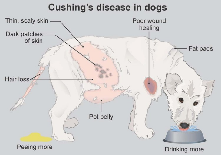Cushing disease in dogs