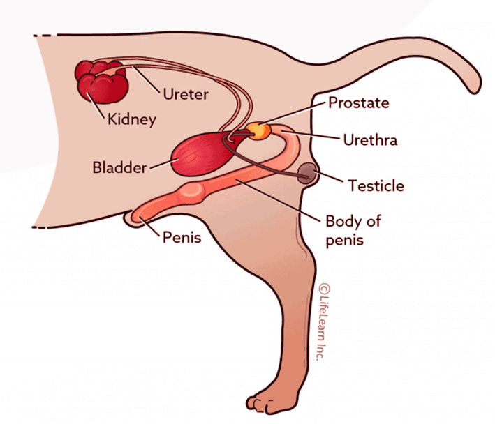 Male dog body anatomy-Prostate