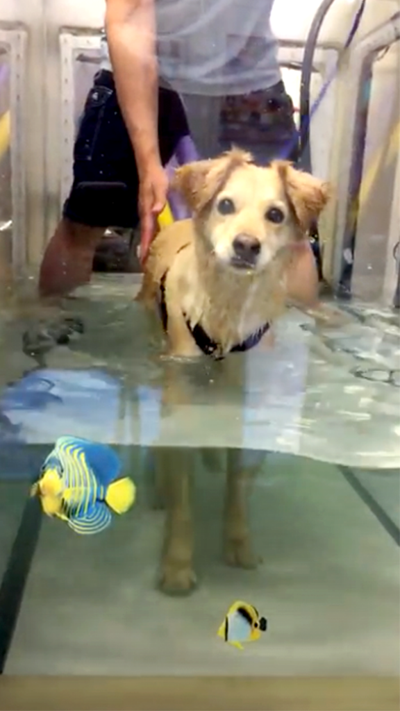 Scooty in Water therapy