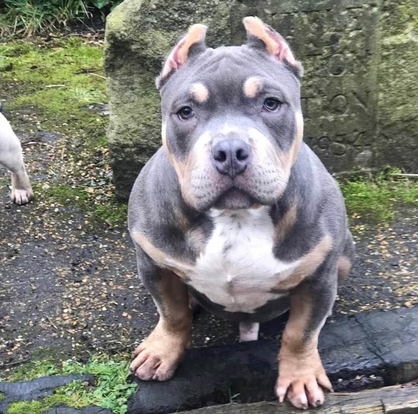 ito is an adventurous pocket bully in the United Kingdom. His family loves to share updates about his life with his Instagram fans!
