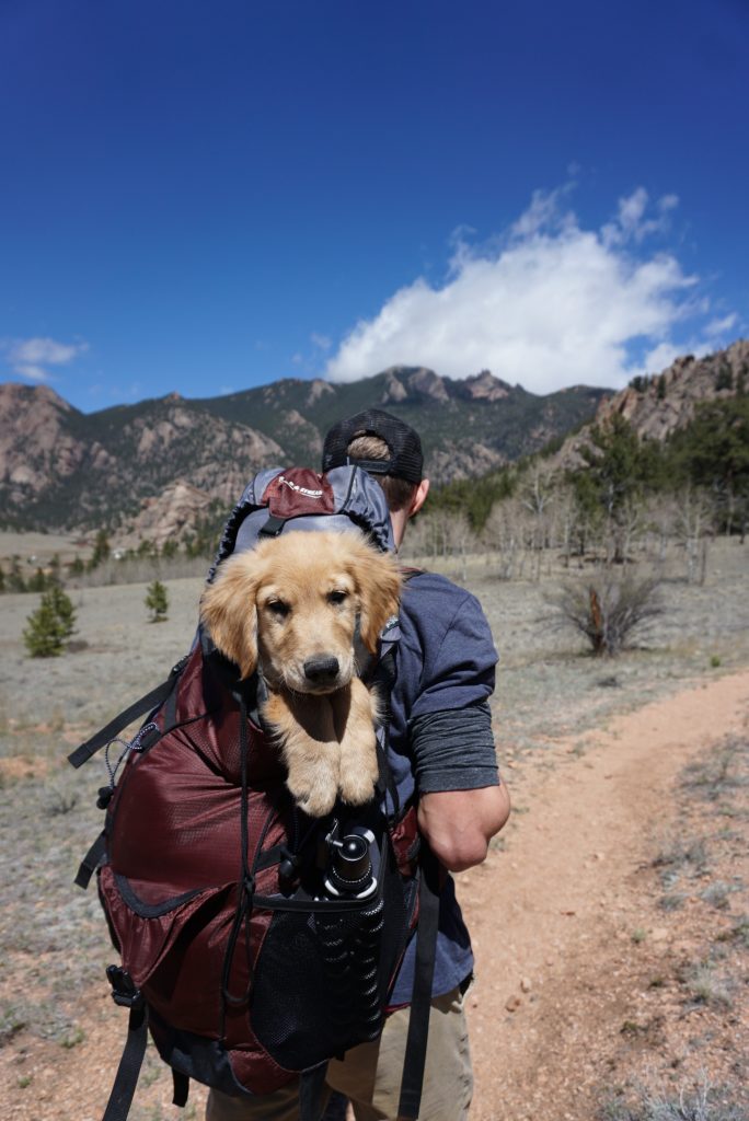 A dog in a backpack at hiking