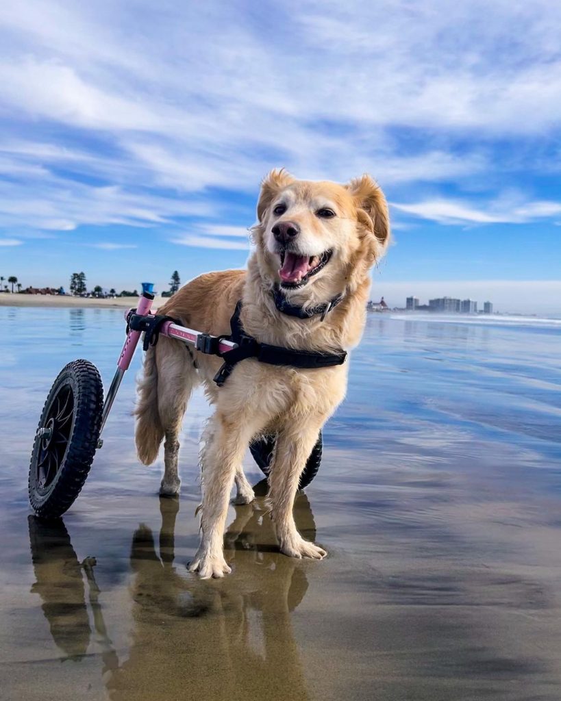 Scooty at the beach with her Wheelchair