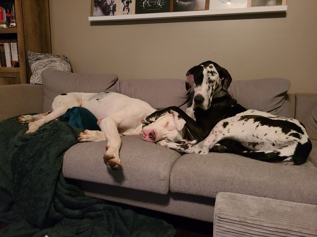 Tofu the great dane with his sister Zoot