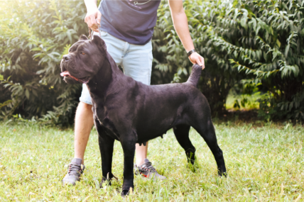 Cane Corso