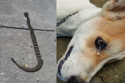 Dog & Rattlesnake