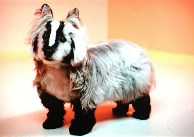 Dog's creative grooming: West highland white terrier dog groomed to be like something else