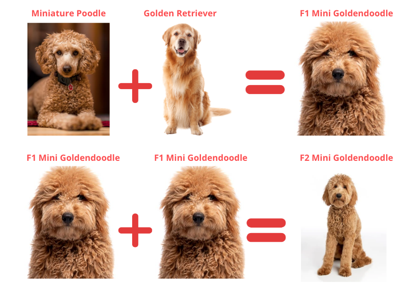 F1 vs F2 Mini Goldendoodles