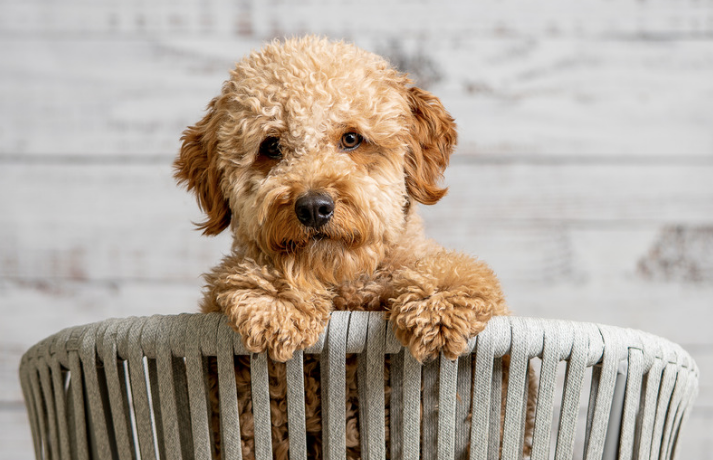 A mini Goldendoodle in  a basket