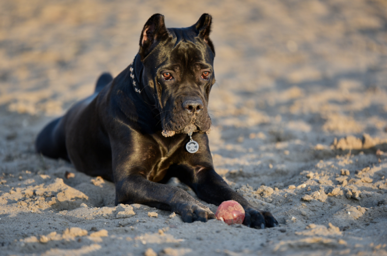 Meet 6 Famous Cane Corsos + 11 Facts You Didn't Know About The Breed ...