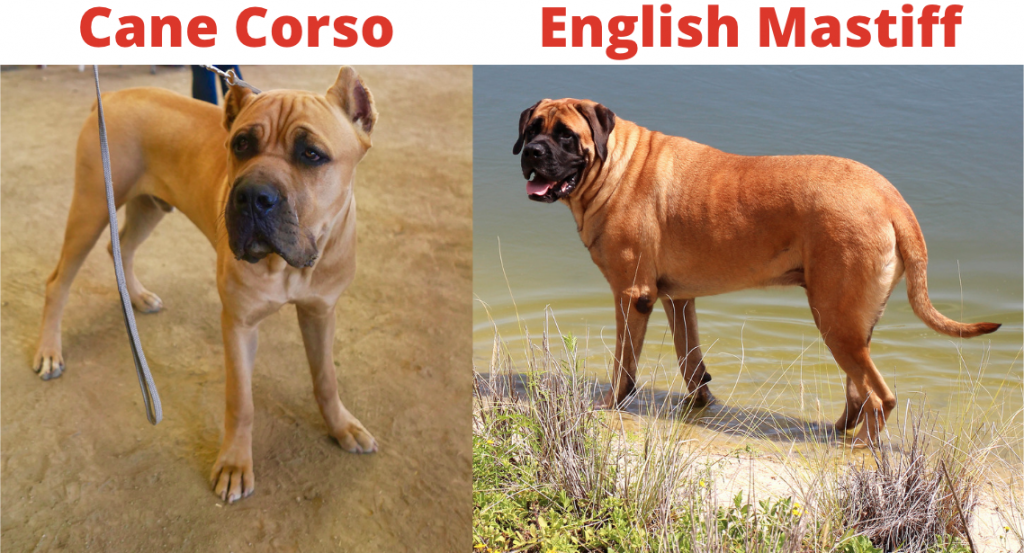Cane Corso vs English Mastiff