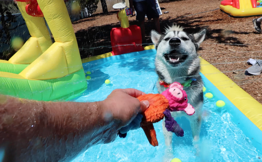 Husky at the waterpark