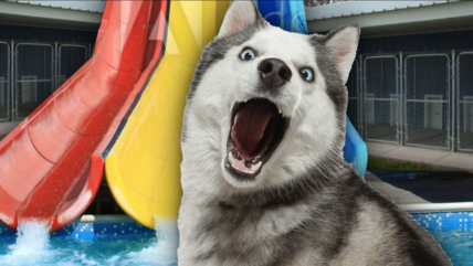 Hasky in a waterpark