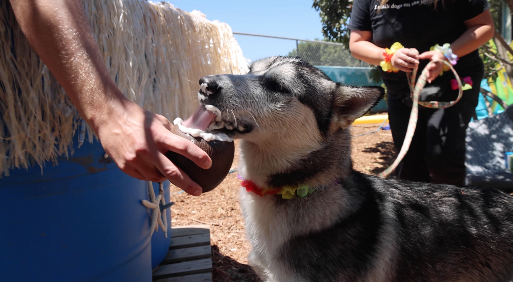 Husky having Puppuccino in the waterpark