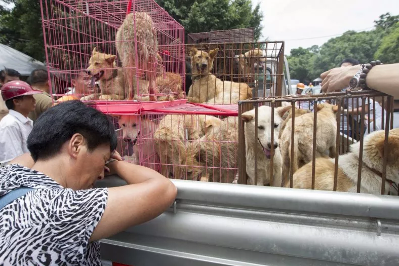 Dogs in cages for Yulin Dog Meat Festival in China
