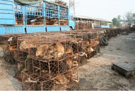 Dogs in cages for Yulin Dog Meat Festival in China