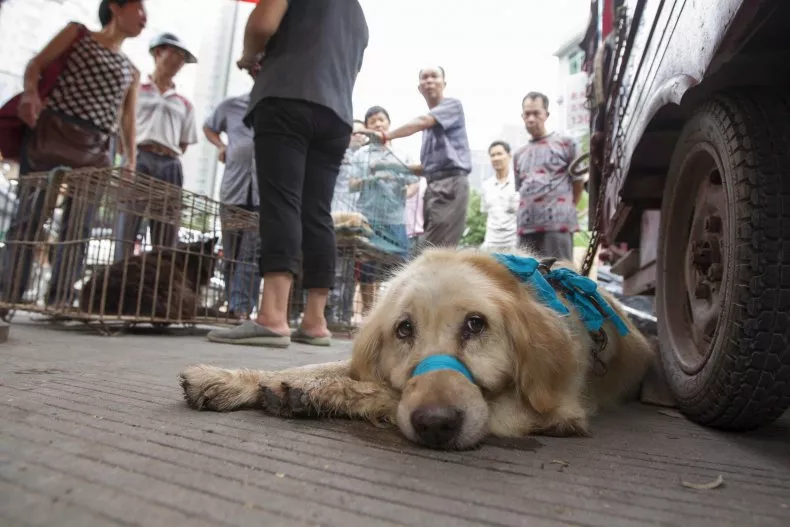 A dog set for slaughter at a free market ahead of the Yulin Dog Eating Festival in 2014