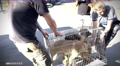 Dogs transported by a van by 2 refugees
