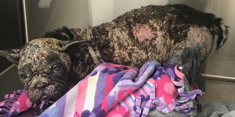 French Bulldog covers in worst case of mange