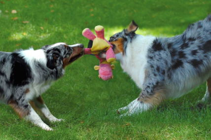 dogs play with squeaky toy