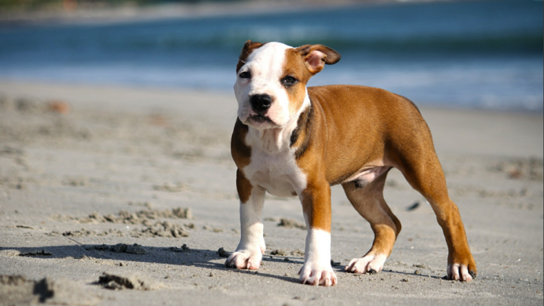 Corgi mix with pitbull