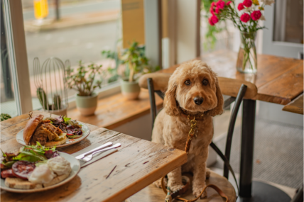 A dog in a Restaurant