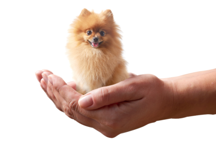 small dog fit in a hand