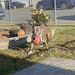 Rocket