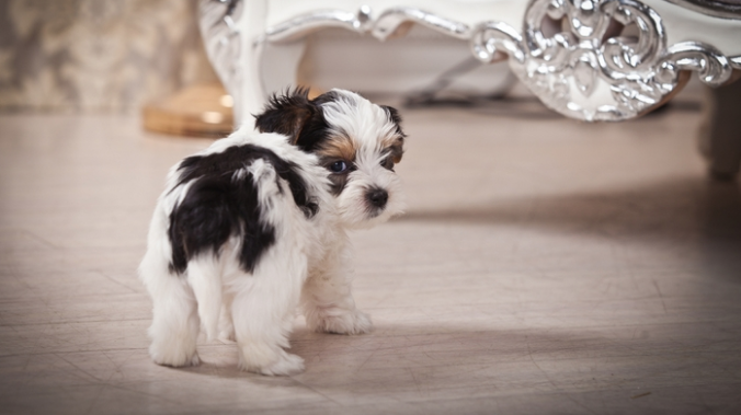 Hope, World's smallest dog 