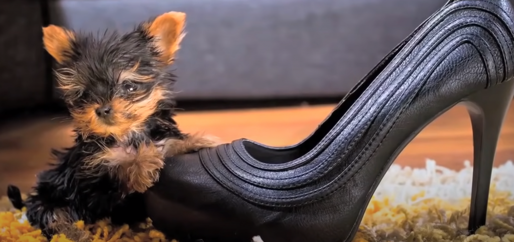 Meysi the Terrier, one of the smallest dogs in the world
