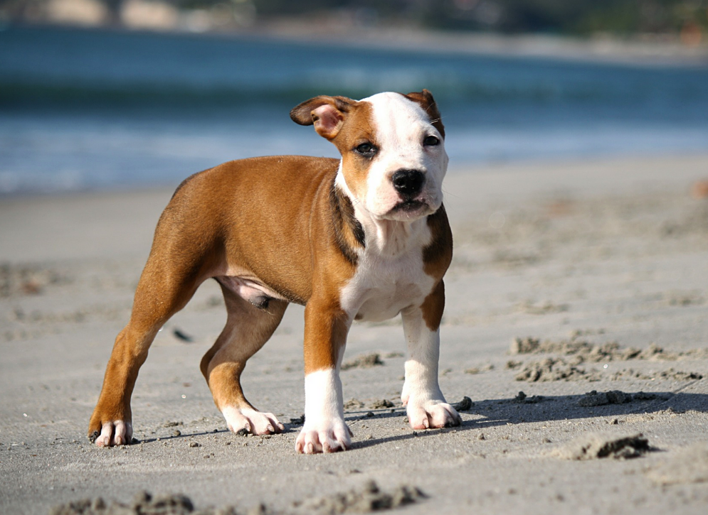 Hypoallergenic store pitbull mix