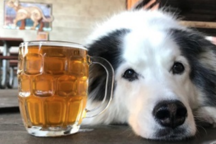Lucky Labrador Beer Hall - a dog friendly restaurant in Portland
