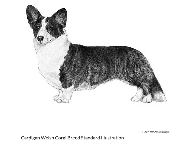 Cardigan Welsh Corgi Breed Standard Illustration