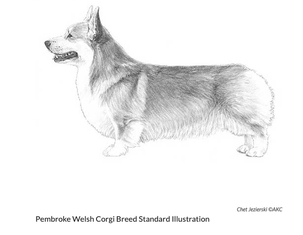 Pembroke Welsh corgi Standard Illustration