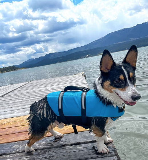 Cowboy Corgi