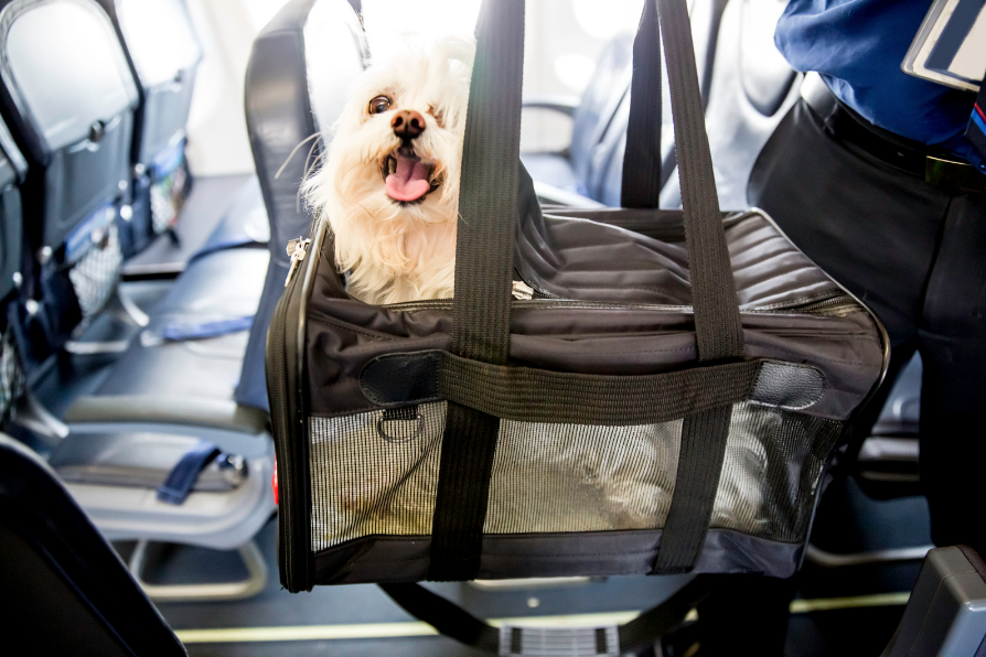 a dog in a carrier bag on an airplane
