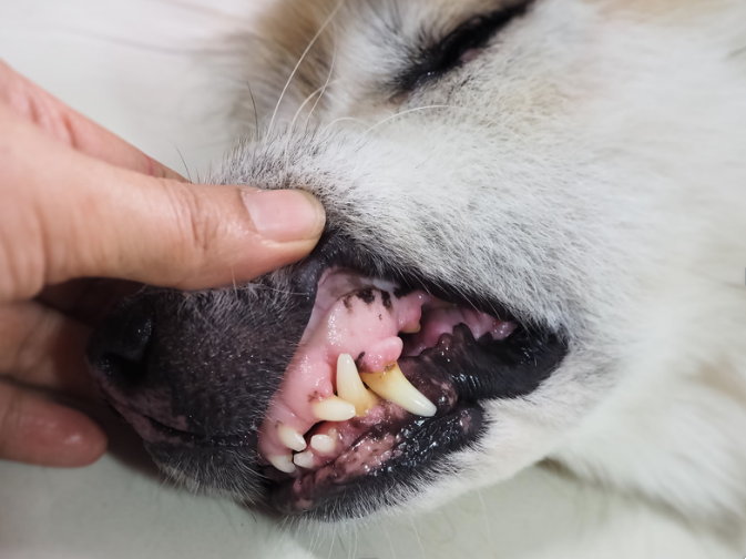 A dog with gum disease 