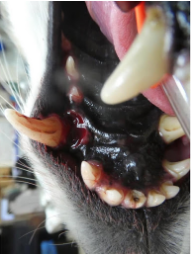 dog with dental trauma